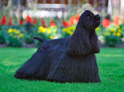 Американский кокер-спаниель: фото, описание породы, характер | Royal Canin