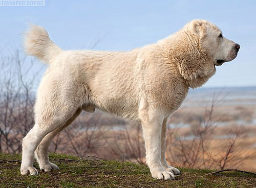 Туркменская порода собак - 65 фото